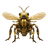 Cybrbee Icon